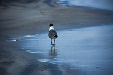 Seagull Walking On Shore