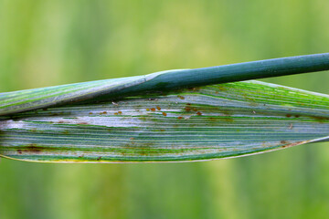 Poster - Aphids on a cereal leaf.