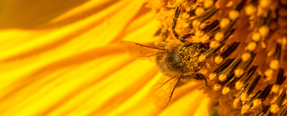 Wall Mural - honey bee collects nectar on sunflower flowers.