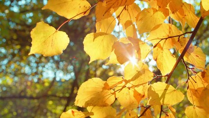 Wall Mural - Autumn branches in city park with sun getting through foliage. Handheld shot of linden tree branches covered with fallen leaves during sunny day in fall.