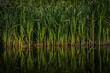 Sedge along the shore of the pond. Mirror reflection. Water surface. Calm lake.