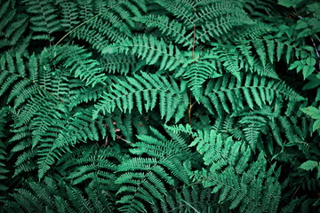  Green fern backdrop in dense forest, backdrop, background, fern wallpaper.