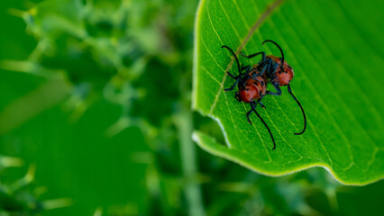 Wall Mural - Close-up of two red milkweed beetles mating on the leaf of a milkweed plant that is growing in a field on a warm summer day in July with a blurred background.