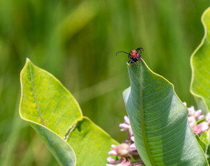 Wall Mural - Close-up of two red milkweed beetles mating on the leaf of a milkweed plant that is growing in a field on a warm summer day in July with a blurred background.