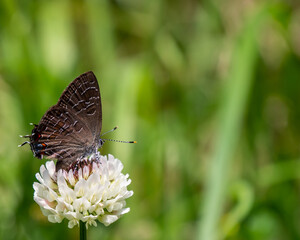 Wall Mural - Close-up of a gossamer-winged butterfly collecting nectar from the white flower on a wild clover plant that is growing in a meadow on a bright summer day in july with a blurred background.