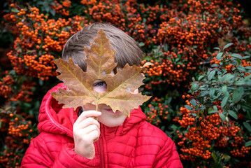 Wall Mural - The boy looking through the hole heart-shaped in the maple leaf.