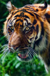 Close-up of a Sumatran  tiger in a jungle