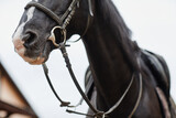 Fototapeta Konie - Close up portrait of beautiful dark stallion wearing bridle and gear outdoors at horse ranch, copy space