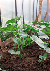 Cucumber bushes grow in a greenhouse