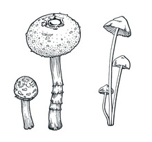 Vector Image Of A Set Of Inedible Mushrooms, Wild Poisonous Ornamental Mushrooms Black White Line Art; Halloween, Sticker, Decor