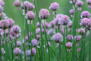 Sticker - Blooming chives, Allium schoenoprasum, this plant is edible