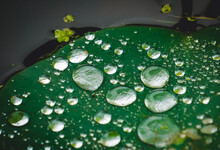 Water Drops On A Lily Pad