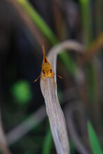Delaware Skipper Butterfly Perched On Leaf