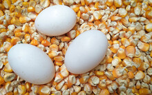 Dove Eggs On Corn Kernels