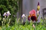 Fototapeta Tulipany - Beautiful spring flower purple iris