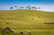 Cows grazing in Rio Grande do Sul pampa, Southern Brazil countryside