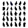 Collection of black silhouettes penguins.