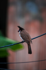 Wall Mural - bird on a wire