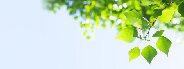 Poster - Tree branch with leaves in front of blue sunny sky