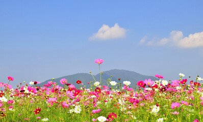 Wall Mural - 群生するコスモスと青空、秋桜の咲く日本の秋の風景