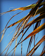 Palm fronds against a blue sky