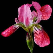 Red  Iris  Flower  On Black Isolated Background With Clipping Path. Closeup. For Design. Nature.