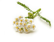 Fresh white yarrow flowers isolated on white background.