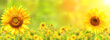Leinwandbild Motiv Sunflower on blurred sunny nature background. Horizontal agriculture summer banner with sunflowers field