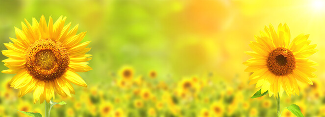 Fotomurales - Sunflower on blurred sunny nature background. Horizontal agriculture summer banner with sunflowers field