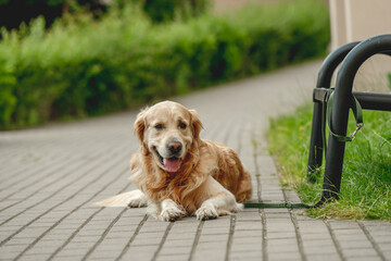 Wall Mural - Golden retriever dog outdoors