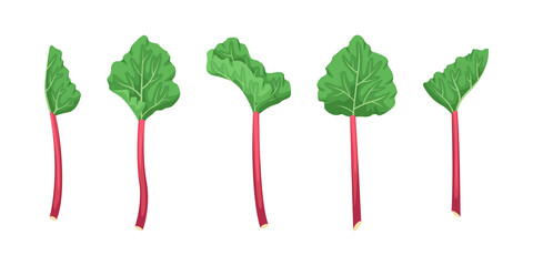 Vector set of rhubarb illustrations. Summer fruits and vegetables.