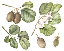 Watercolor Kiwi, Flowering Kiwi Branch, Kiwi Branch With Fruits And Leaves, Isolated Hand-drawn Elements On A White Background