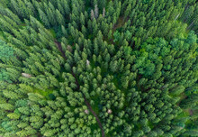 A Top View Of A Pine Forest In Summer