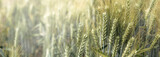 Fototapeta Lawenda - Soczyste świeże kłosy dojrzewającej w polu pszenicy. Zielone pole bokeh rozświetlonego pola na tle. Panorama. 