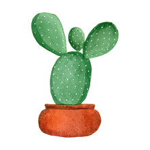 Bunny Ear Cactus Isolated On White Background, Hand Painted With Watercolor