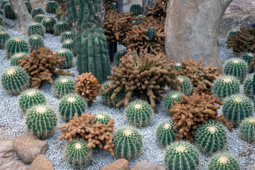 Wall Mural - beautiful cactus in the garden.