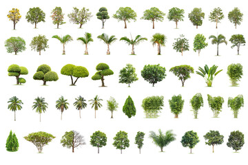 Isolated big tree on white background ,The collection of trees.Large trees database Botanical garden organization elements of Asian nature in Thailand, tropical trees isolated used for design,