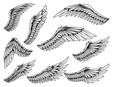 Collection Of Vintage Heraldic Wings Sketch. Monochrome Stylized Birds Wings. Hand Drawn Contoured Stiker Wing In Open Position. Design Elements In Coloring Style