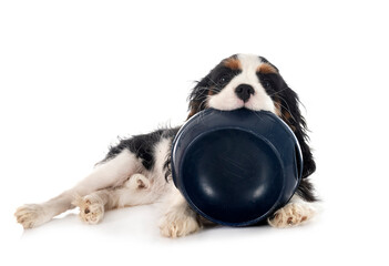 Wall Mural - puppy cavalier king charles and bowl