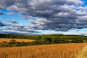 Wall Mural - Country autumn landscape with field and forest