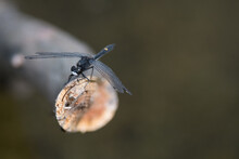 Tiny Black Dragonfly Perched On A Stick