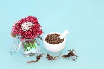 Canvas Print - Valerian herb adaptogen plant medicine with root and flowers. Natural herbal remedy used as a sedative to treat, anxiety, insomnia, headaches, menopause problems. On pastel blue.