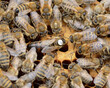 Pszczoły na plastrze z królową
