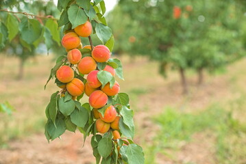 A bunch of ripe apricots hanging on a tree in an orchard. apricot background.