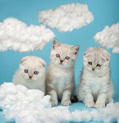 Wall Mural - Three striped kittens of Scottish breed with a funny interested facial expression.