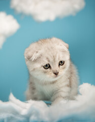 Wall Mural - Scottish kitten playing with a white cotton cloud on a blue background.