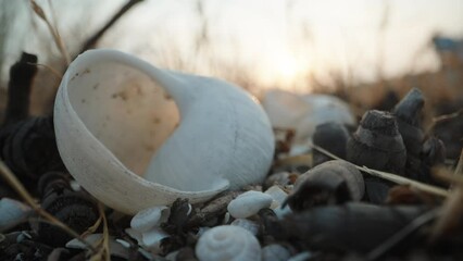 Wall Mural - A white dried snail, a shell., lies on the sand, close-up. The focus shifts to the background. Touching the shell.