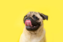 Funny Cute Little Puppy Pug On Bright Yellow Bright Background With Copy Space. Banner Adorable Dog With Tongue Hanging Out Making Happy Face And Smiling Studio Portrait. Purebred Dog Concept.