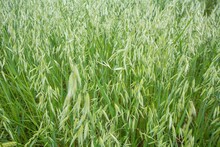 Closeup Of Green Field With Avena Plants