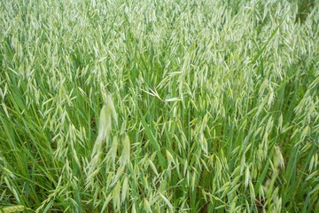 Wall Mural - Closeup of green field with Avena plants